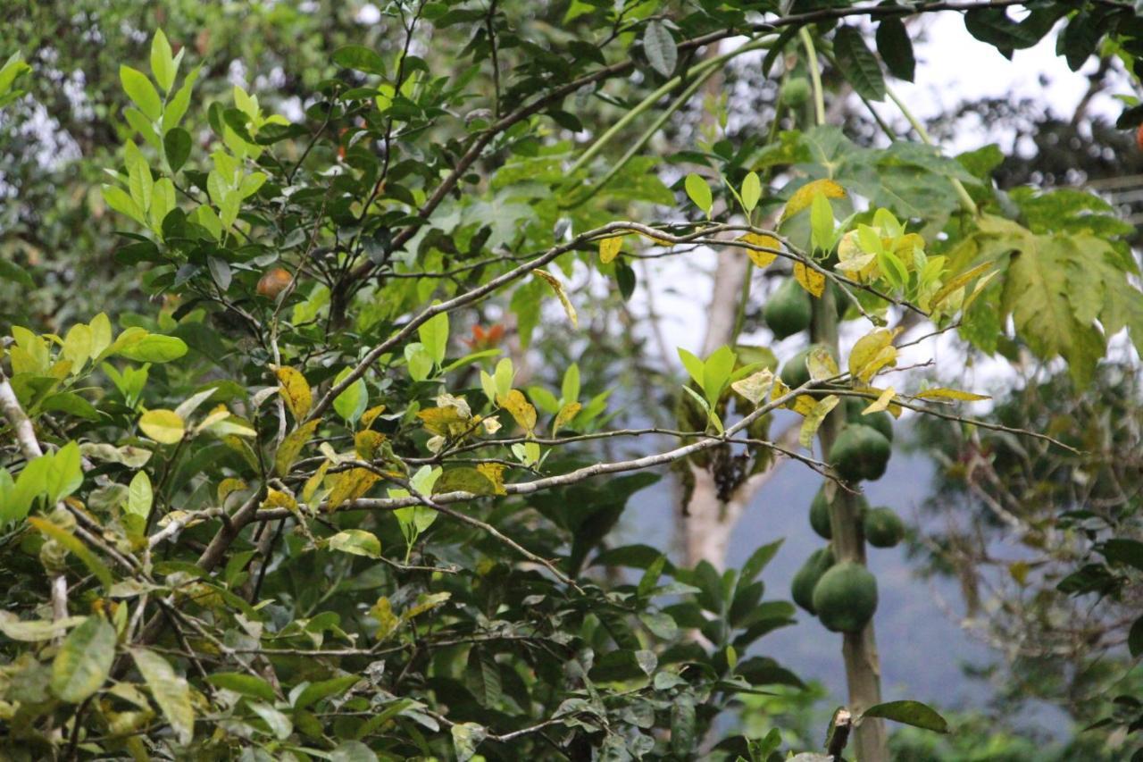 Sitio Das Bromelias Cachoeira Do Tombador Ubatuba Exterior foto